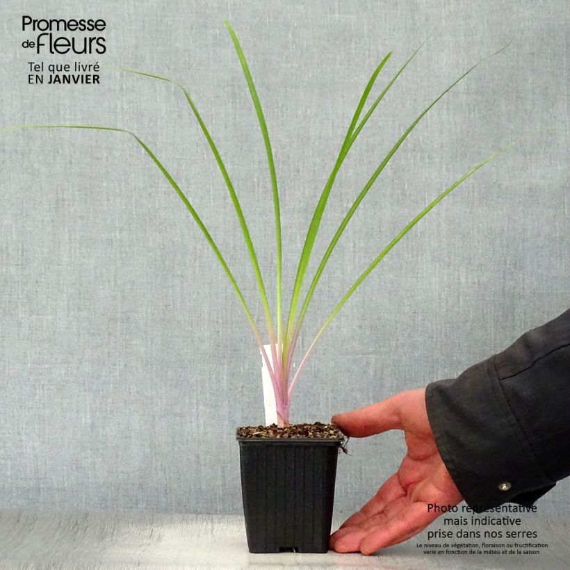 Tulbaghia violacea Flamingo - Ajo social Maceta de 8/9 cm Ejemplar entregado en invierno