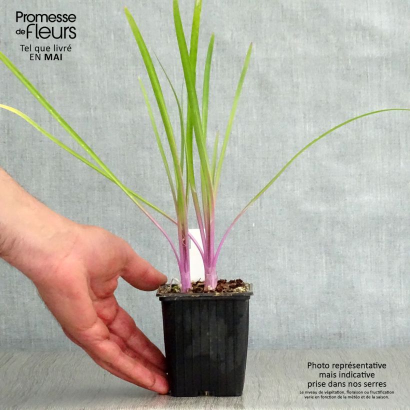 Tulbaghia violacea Flamingo - Ajo social Maceta de 8/9 cm Ejemplar entregado en la primavera
