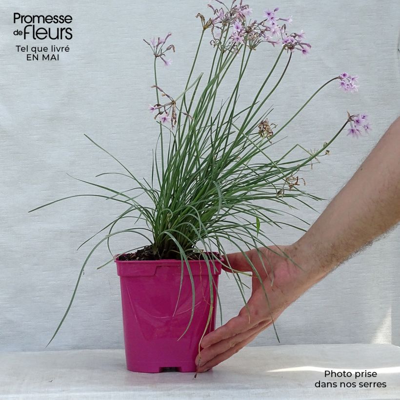 Tulbaghia violacea Purple Eye - Ajo social Maceta 2L/3L Ejemplar entregado en la primavera
