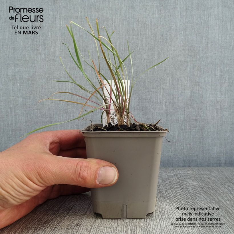 Tulbaghia violacea Purple Eye - Ajo social Maceta de 8/9 cm Ejemplar entregado en invierno