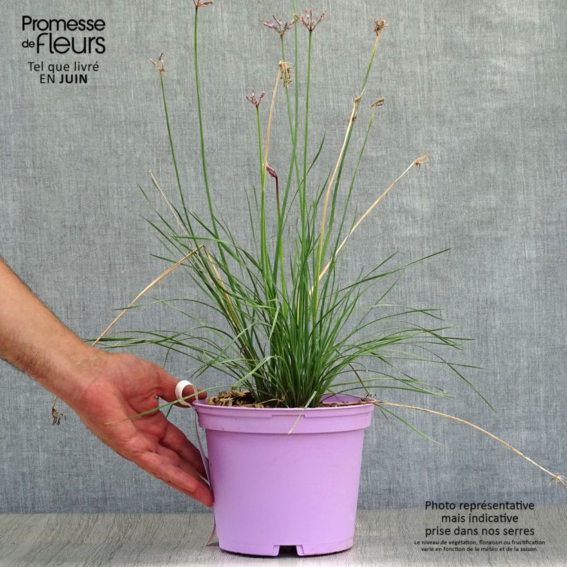 Ejemplar de Tulbaghia violacea Purple Eye - Ajo social Maceta 2L/3L entregado en verano