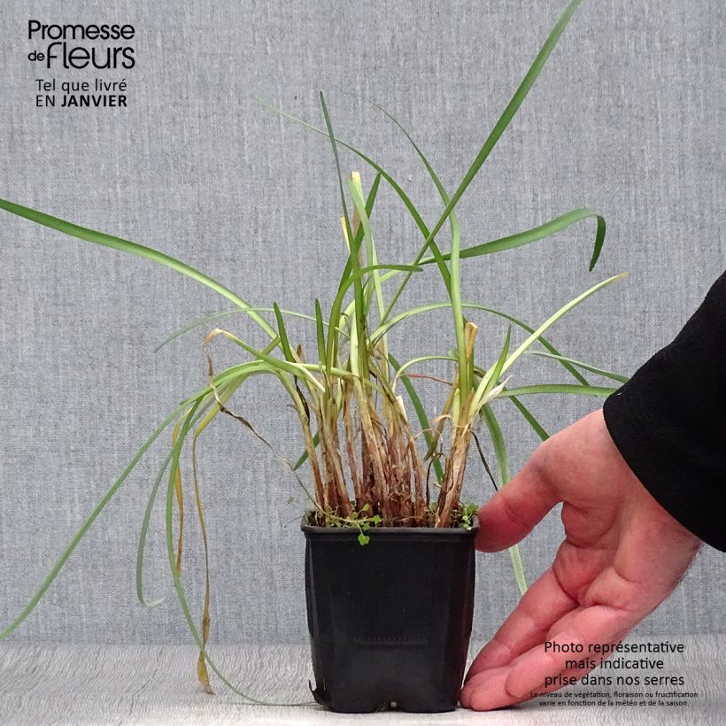 Tulbaghia cominsii Violacea - Ajo social Maceta de 8/9 cm Ejemplar entregado en invierno