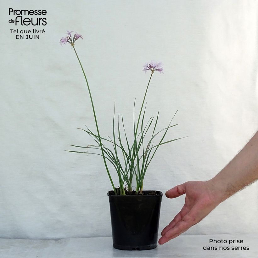 Ejemplar de Tulbaghia violacea Ashanti - Ajo social Maceta de 8/9 cm entregado en verano