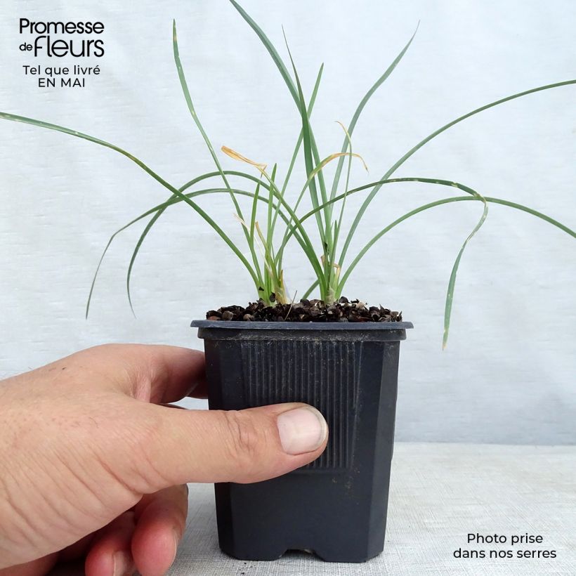 Tulbaghia violacea Ashanti - Ajo social Maceta de 8/9 cm Ejemplar entregado en la primavera