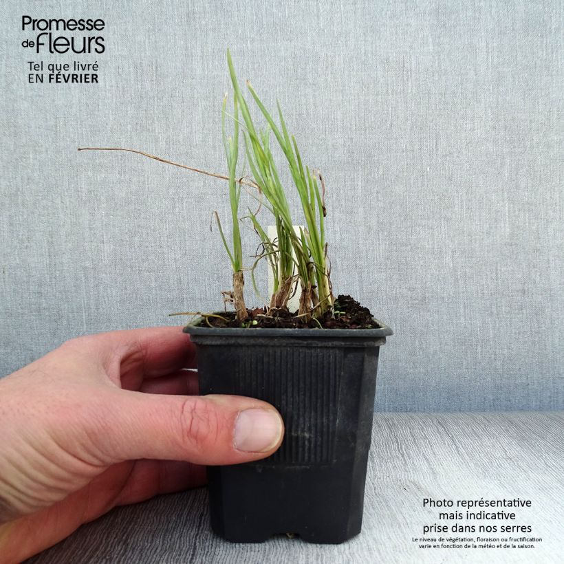 Tulbaghia violacea Ashanti - Ajo social Maceta de 8/9 cm Ejemplar entregado en invierno