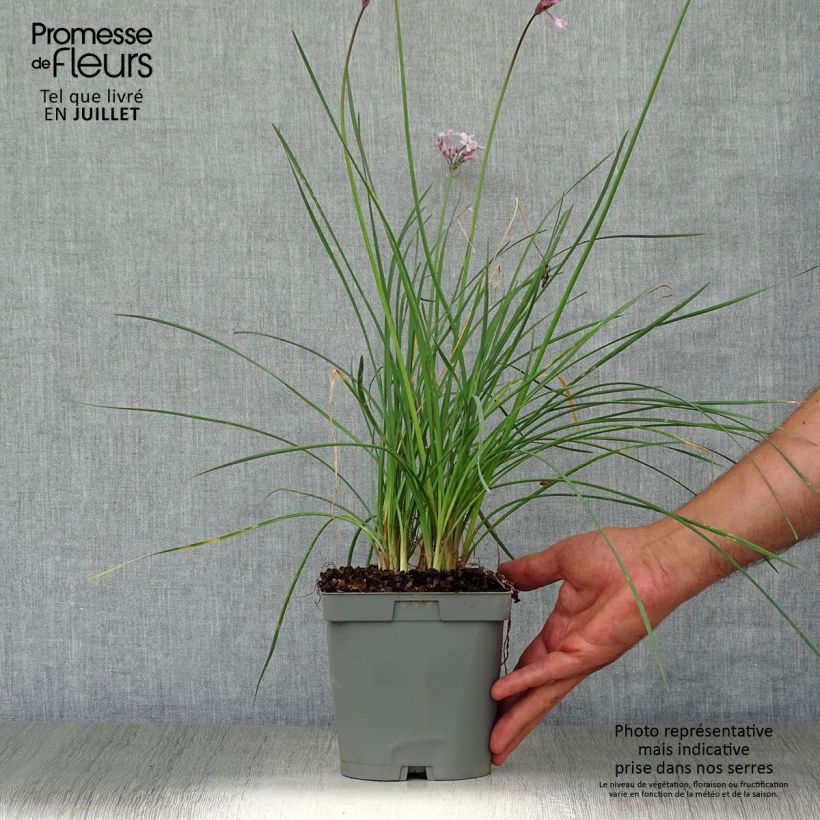 Ejemplar de Tulbaghia violacea Ashanti - Ajo social Maceta 2L/3L entregado en verano