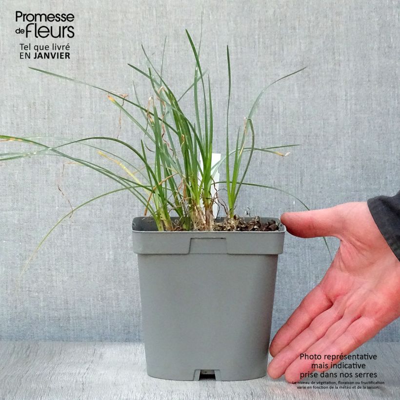 Tulbaghia violacea Ashanti - Ajo social Maceta 2L/3L Ejemplar entregado en invierno