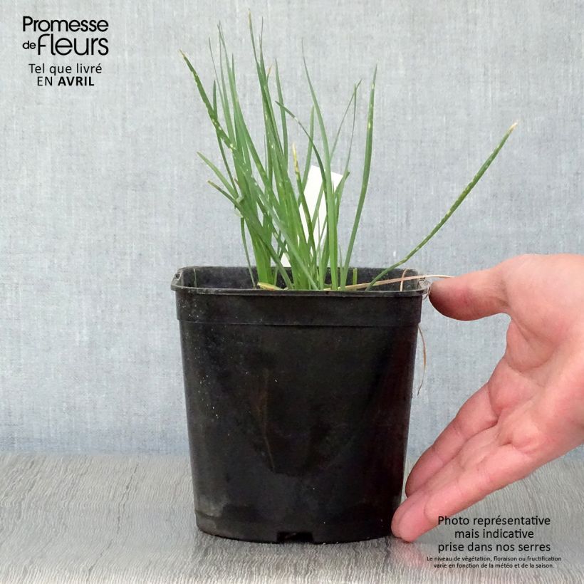 Tulbaghia violacea Ashanti - Ajo social Maceta 2L/3L Ejemplar entregado en la primavera