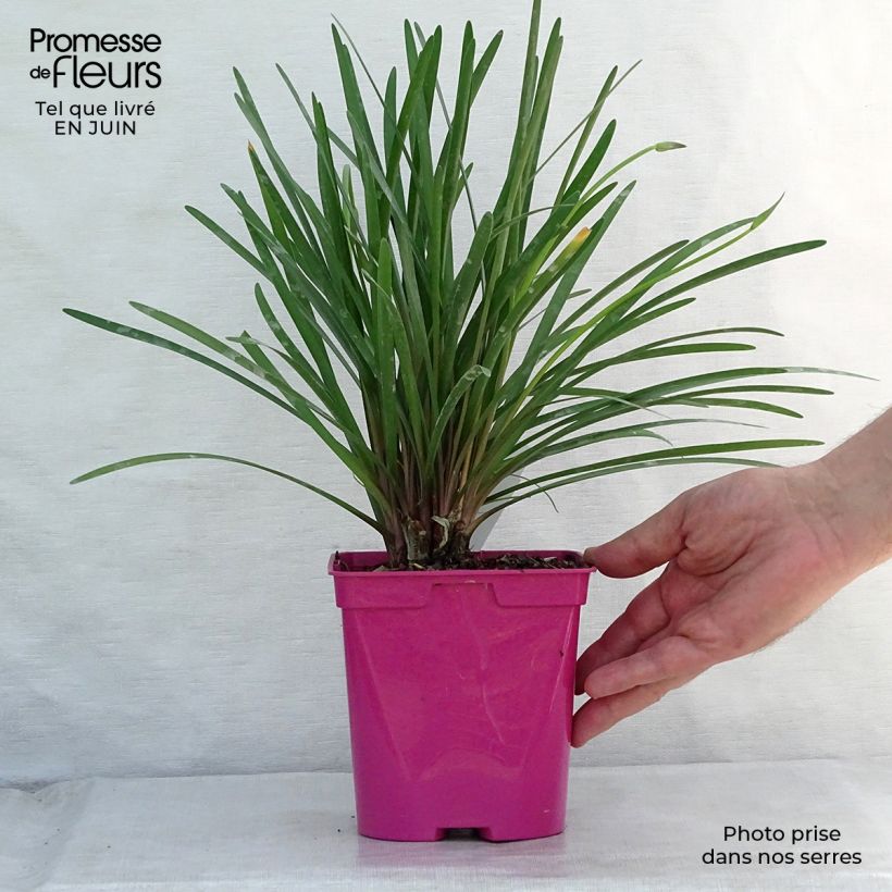 Ejemplar de Tulbaghia violacea KIlimanjaro - Ajo social Maceta 2L/3L entregado en verano