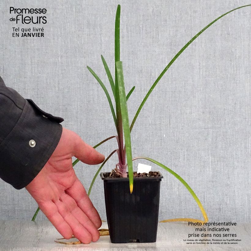 Tulbaghia violacea KIlimanjaro - Ajo social Maceta de 8/9 cm Ejemplar entregado en invierno