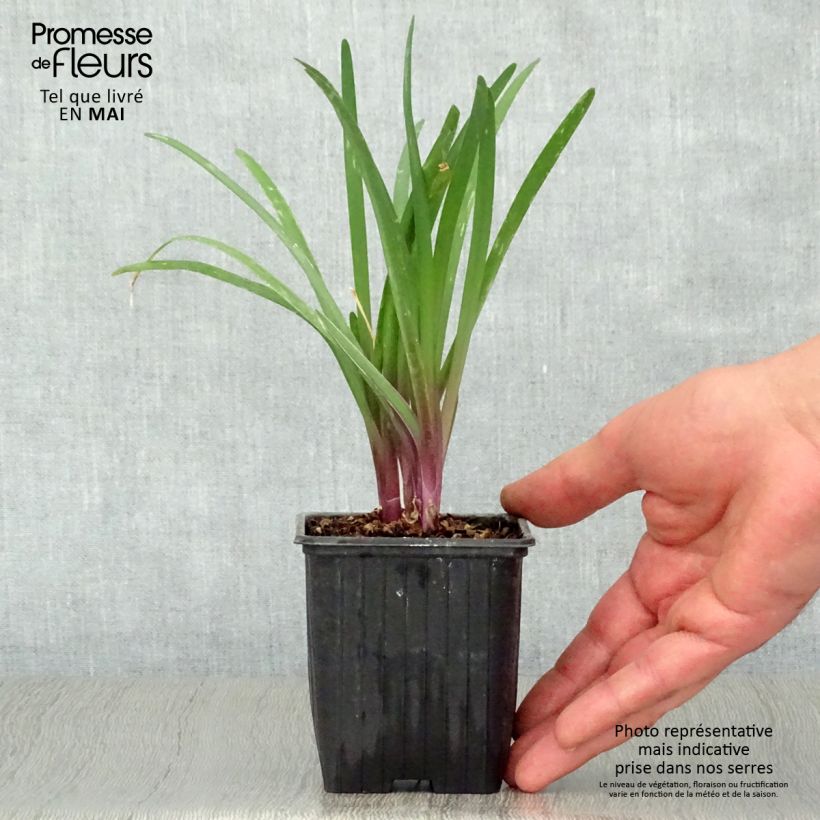 Tulbaghia violacea KIlimanjaro - Ajo social Maceta de 8/9 cm Ejemplar entregado en la primavera