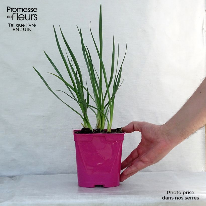 Ejemplar de Tulbaghia violacea Pearl - Ajo social Maceta 2L/3L entregado en verano