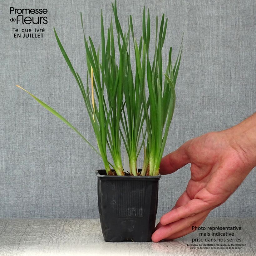 Ejemplar de Tulbaghia violacea Pearl - Ajo social Maceta de 8/9 cm entregado en verano