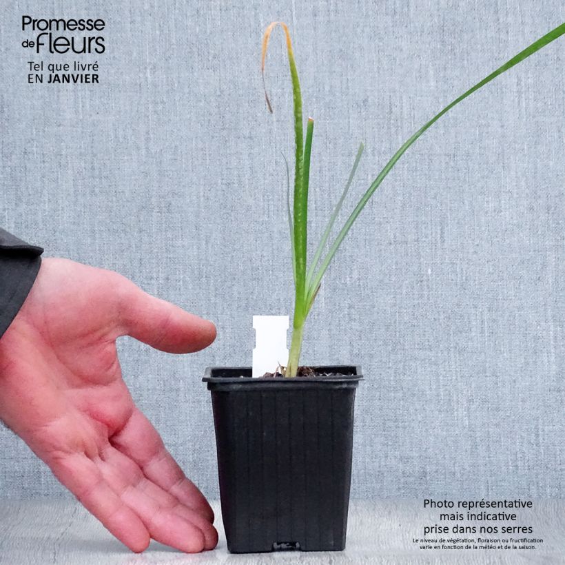 Tulbaghia violacea Pearl - Ajo social Maceta de 8/9 cm Ejemplar entregado en invierno