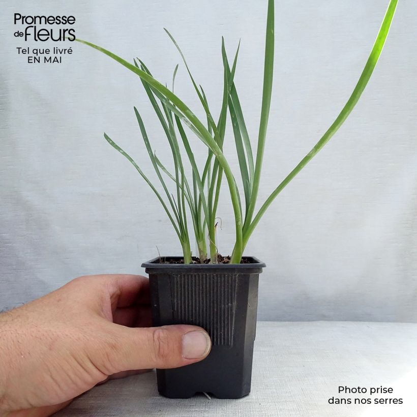 Tulbaghia violacea Pearl - Ajo social Maceta de 8/9 cm Ejemplar entregado en la primavera