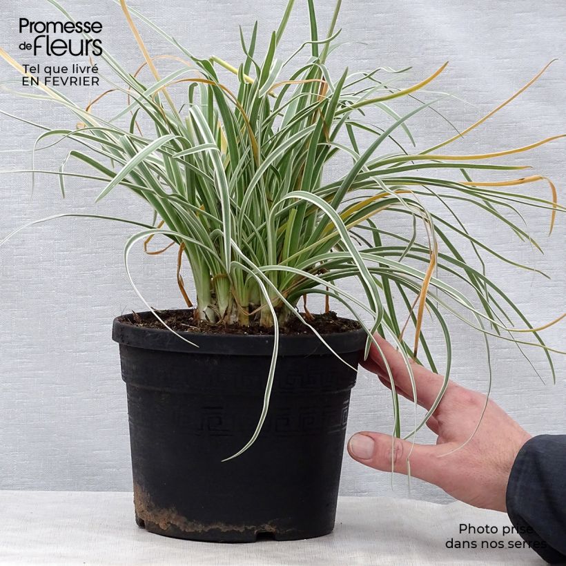 Tulbaghia violacea Silver Lace - Ajo social Maceta 2L/3L calibre I Ejemplar entregado en invierno