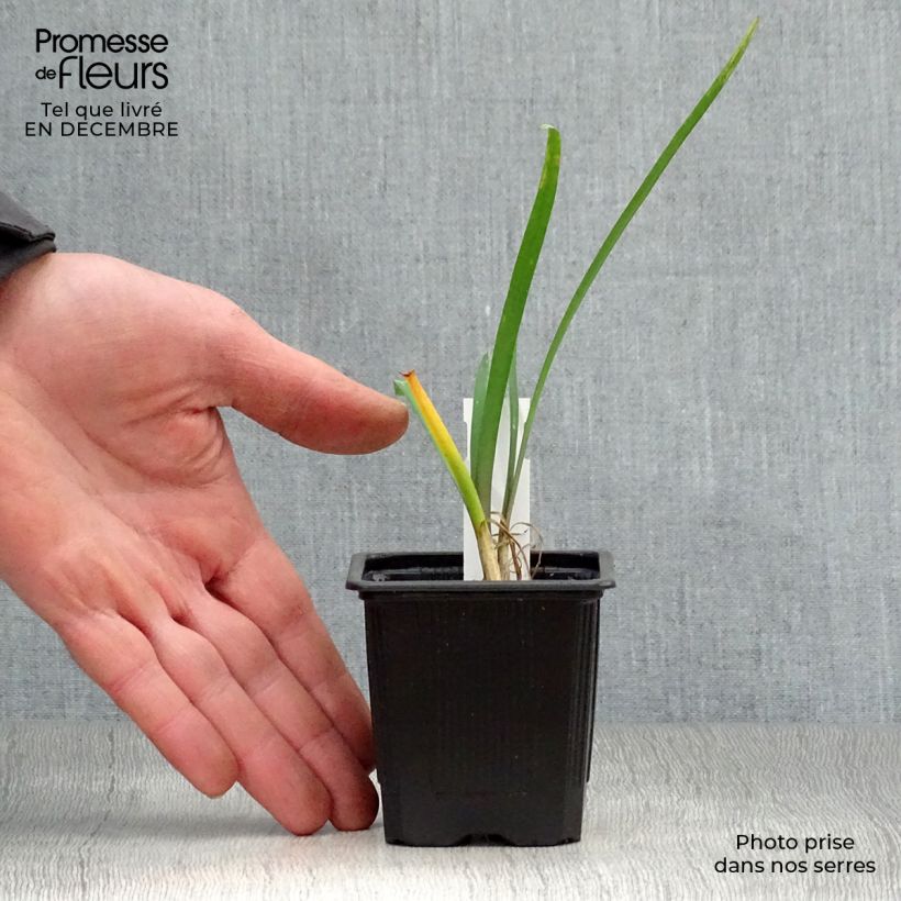 Tulbaghia violacea - Ajo social Maceta de 8/9 cm Ejemplar entregado en invierno