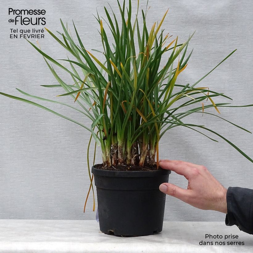 Tulbaghia violacea - Ajo social Maceta 2L/3L Ejemplar entregado en invierno