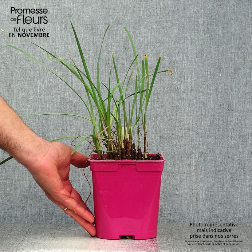 Ejemplar de Tulbaghia violacea - Ajo social Maceta 2L/3L entregado en otoño