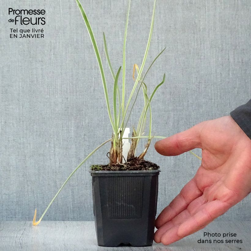 Tulbaghia violacea Silver Lace - Ajo social Maceta de 8/9 cm Ejemplar entregado en invierno