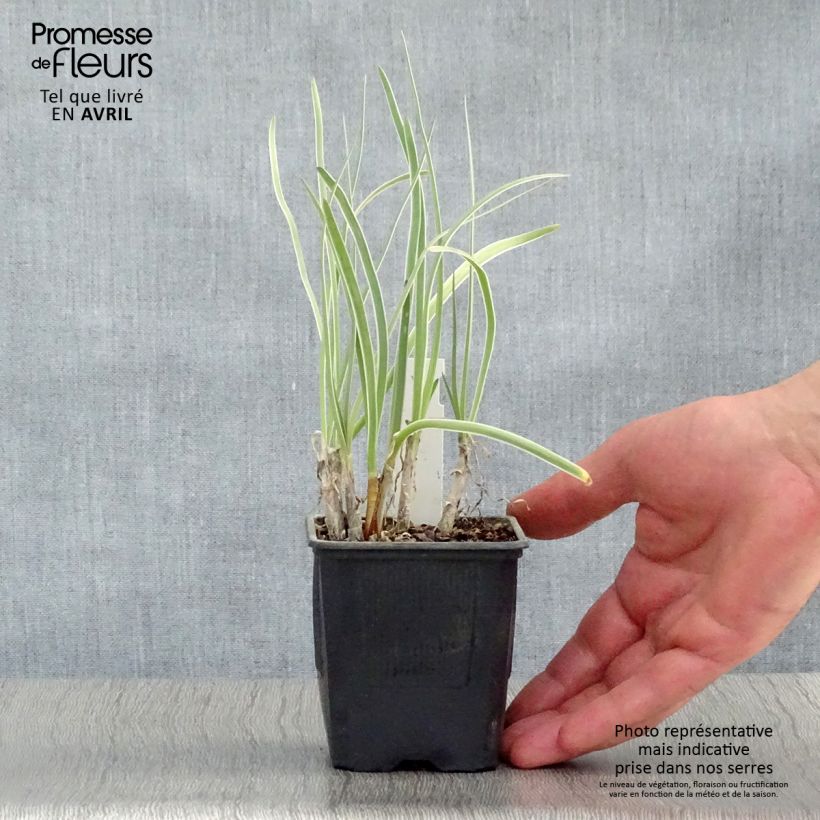 Tulbaghia violacea Silver Lace - Ajo social Maceta de 8/9 cm Ejemplar entregado en la primavera