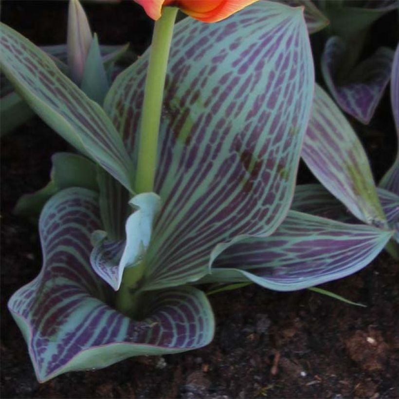 Tulipa greigii Corsage (Follaje)