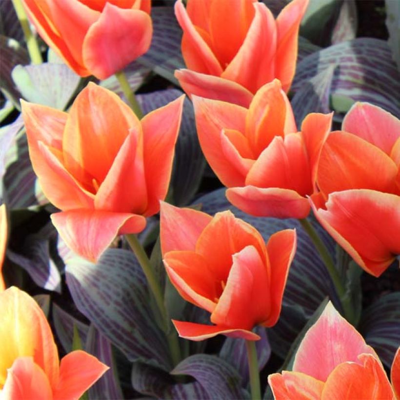 Tulipa greigii Corsage (Floración)