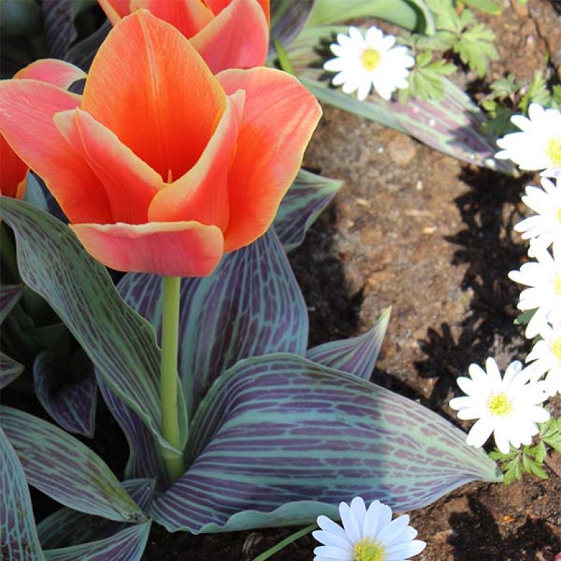 Tulipa greigii Corsage (Porte)