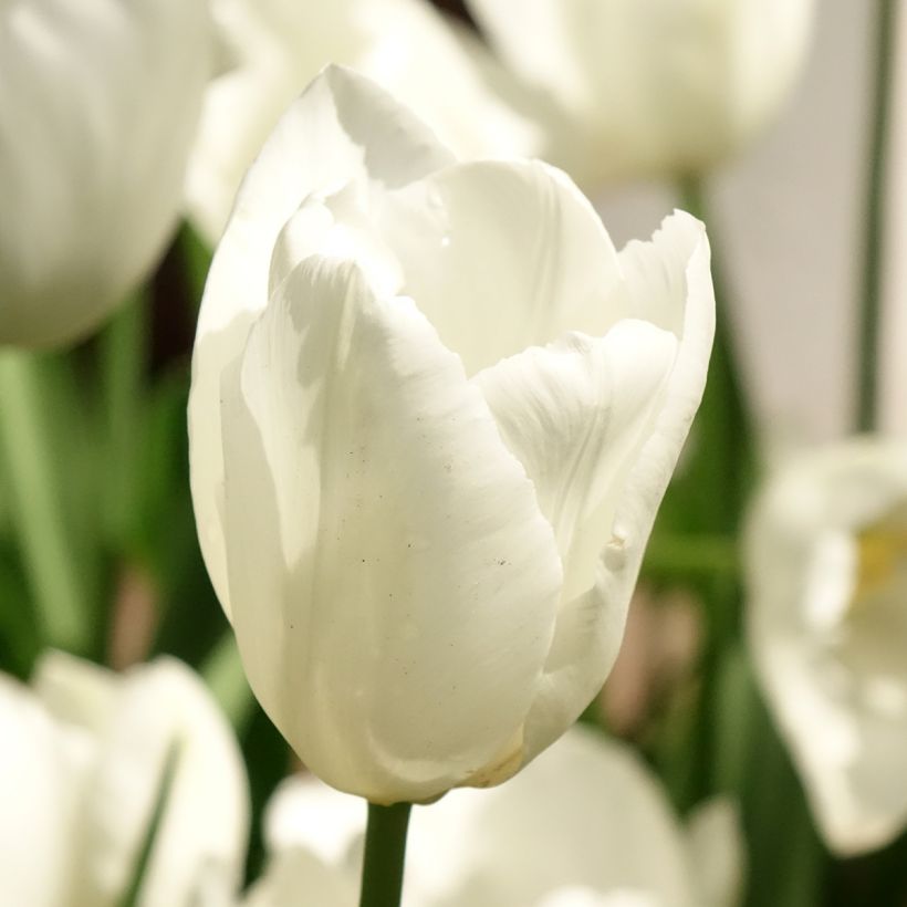 Tulipán híbrido Darwin Hakuun (Floración)