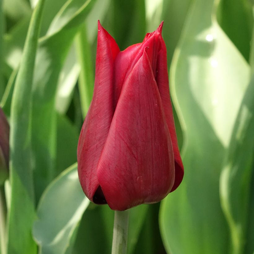Tulipán flor de lis Lasting Love (Floración)
