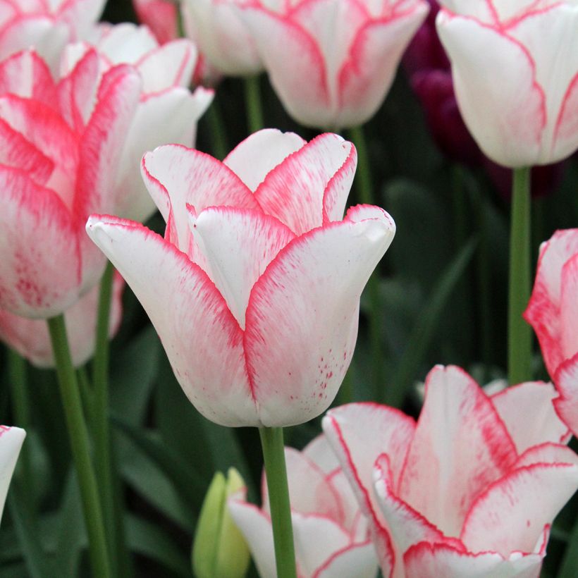 Tulipán Triunfo Beauty Trend (Floración)