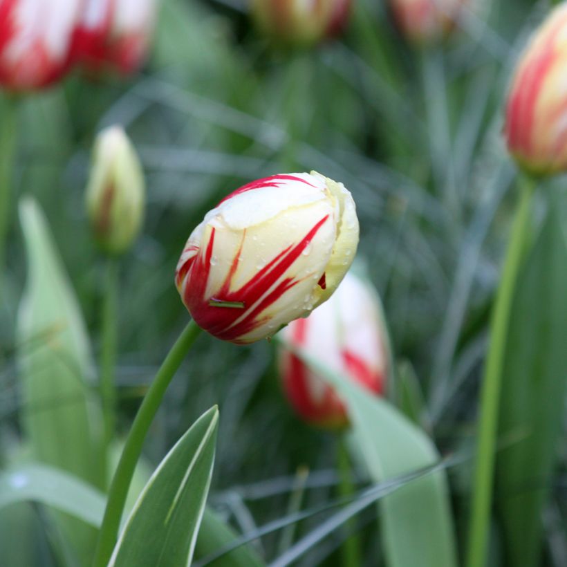 Tulipán Triunfo Carnaval De Rio (Floración)