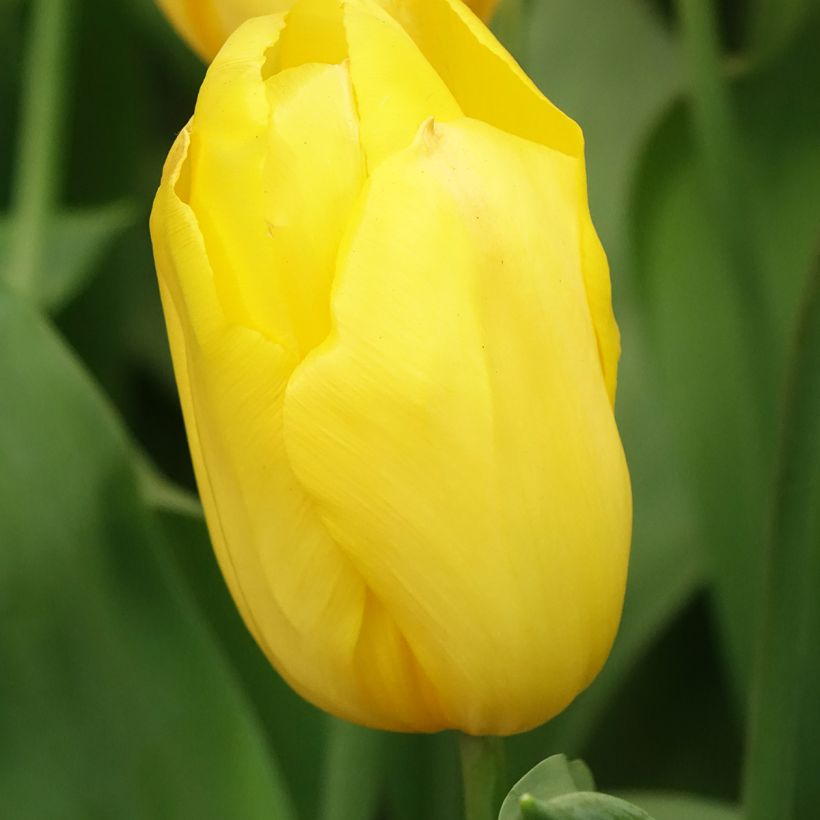 Tulipán Triunfo Strong Gold (Floración)