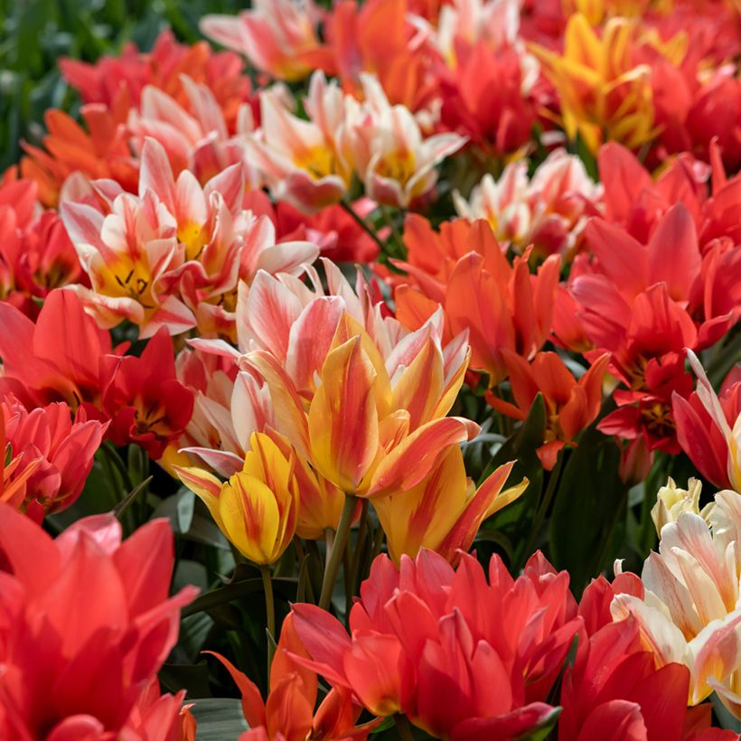Tulipa greigii Winnipeg (Porte)