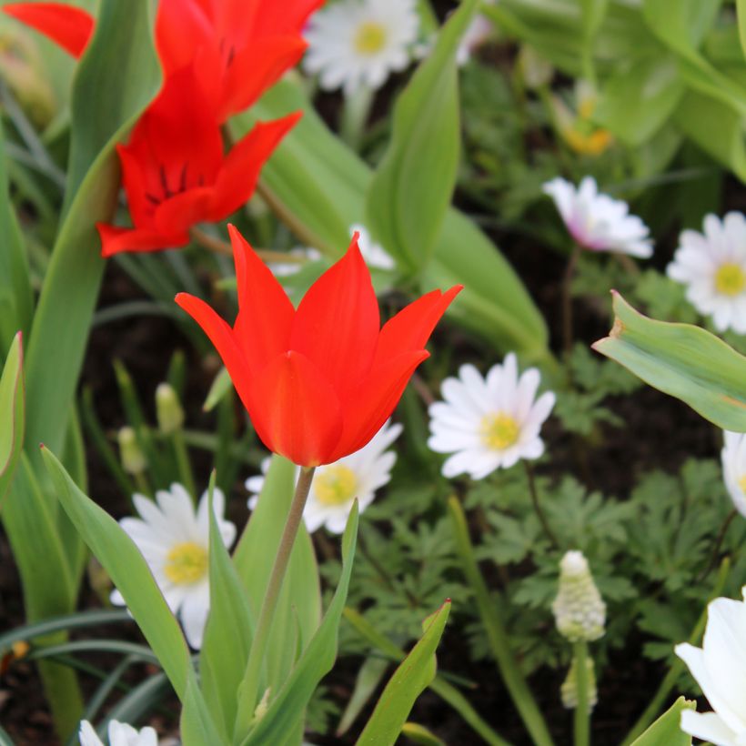 Tulipa praestans Fusilier (Porte)