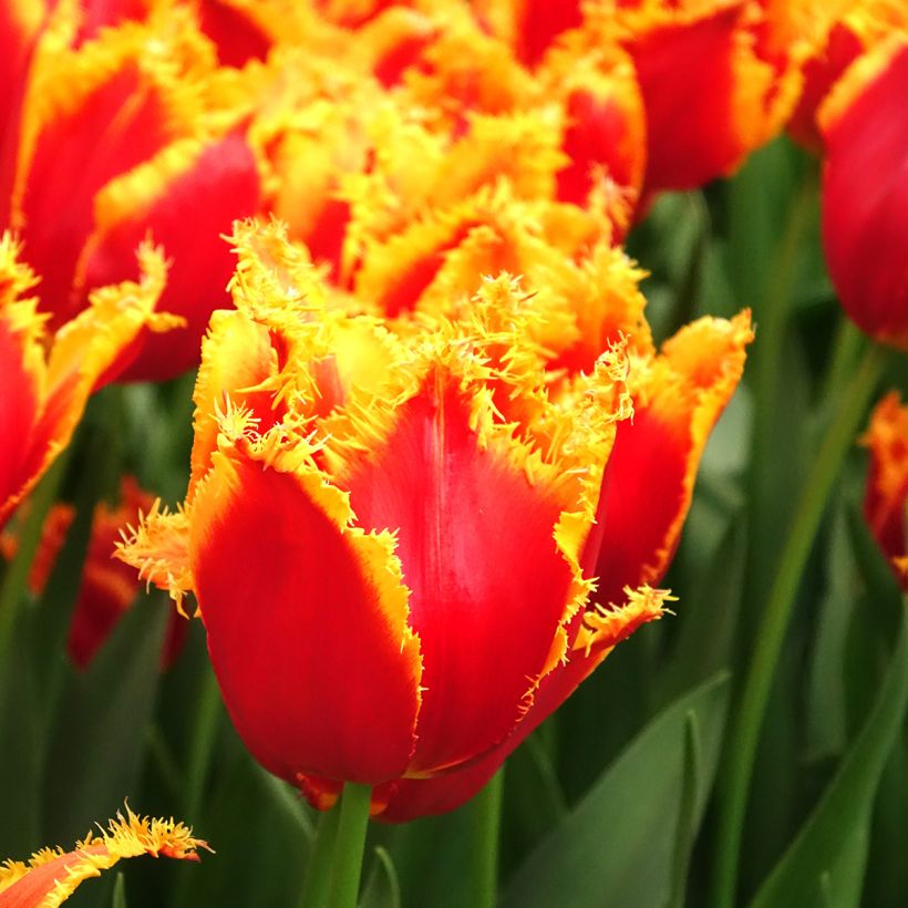Tulipán dentado Fabio (Floración)
