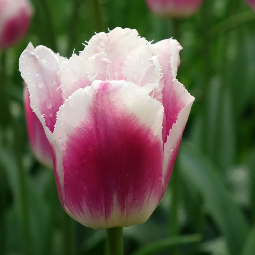 Tulipán dentado Siesta (Floración)