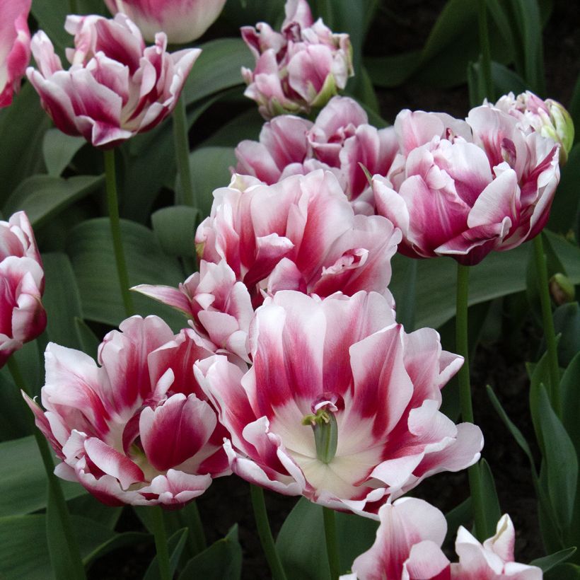 Tulipán doble de flor temprana Fantasy Lady (Floración)