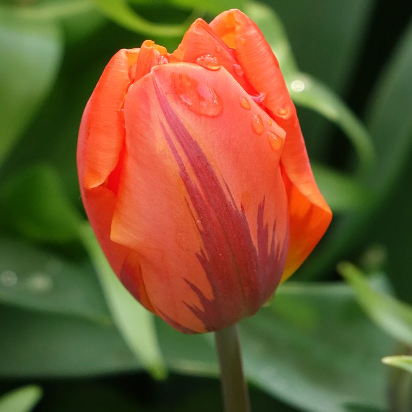 Tulipán doble de flor temprana Hermitage (Floración)