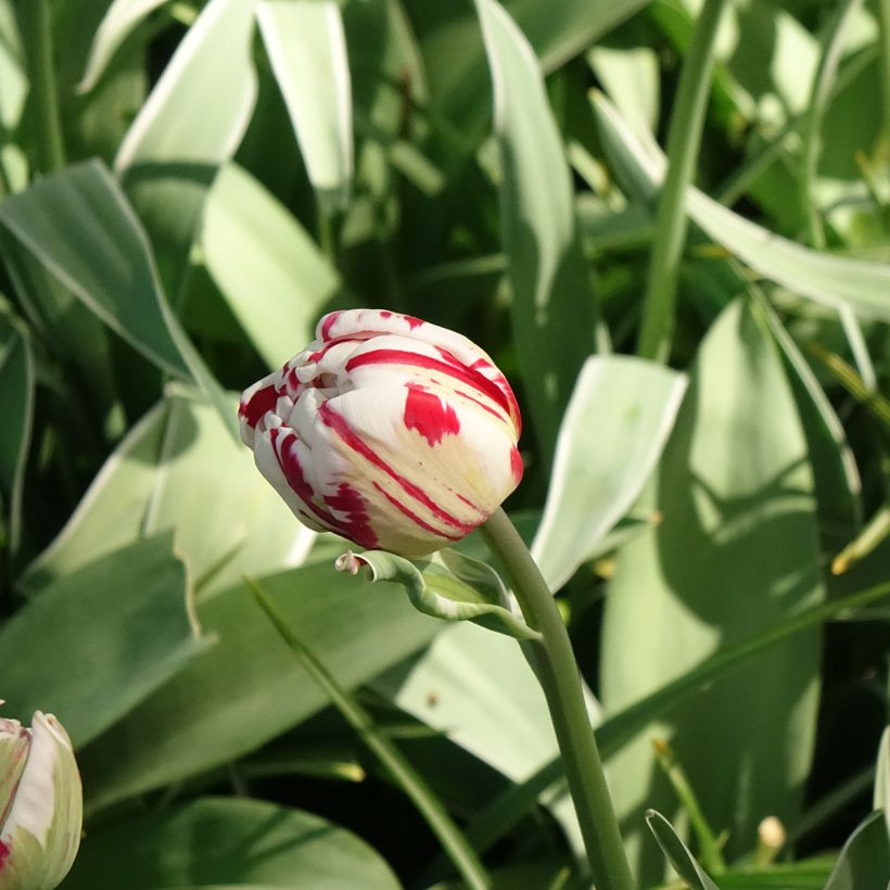 Tulipán doble de flor tardía Carnaval de Nice (Floración)