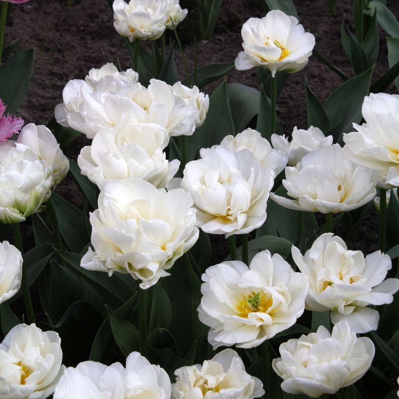 Tulipán doble tardío Cool  (Floración)