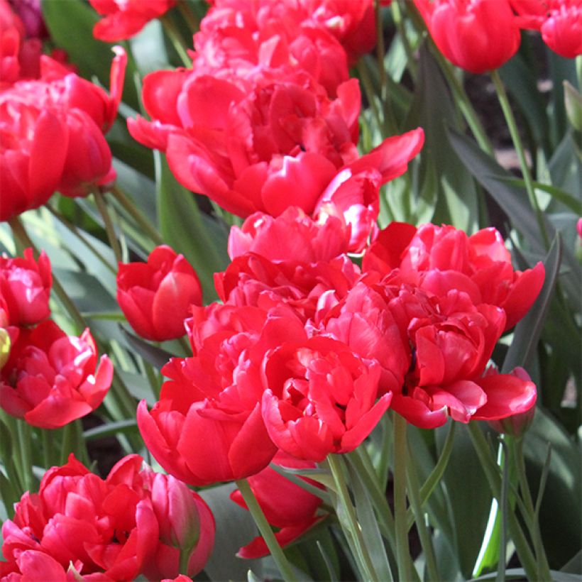 Tulipán doble de flor tardía Estatic (Floración)