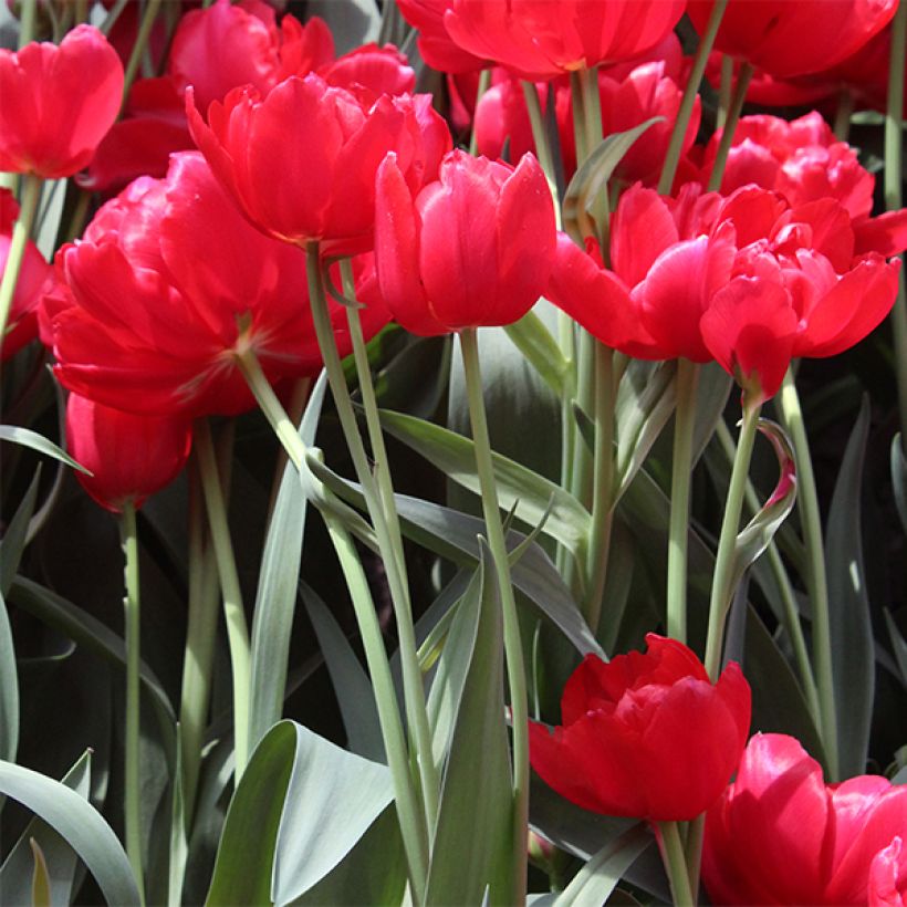 Tulipán doble de flor tardía Estatic (Porte)
