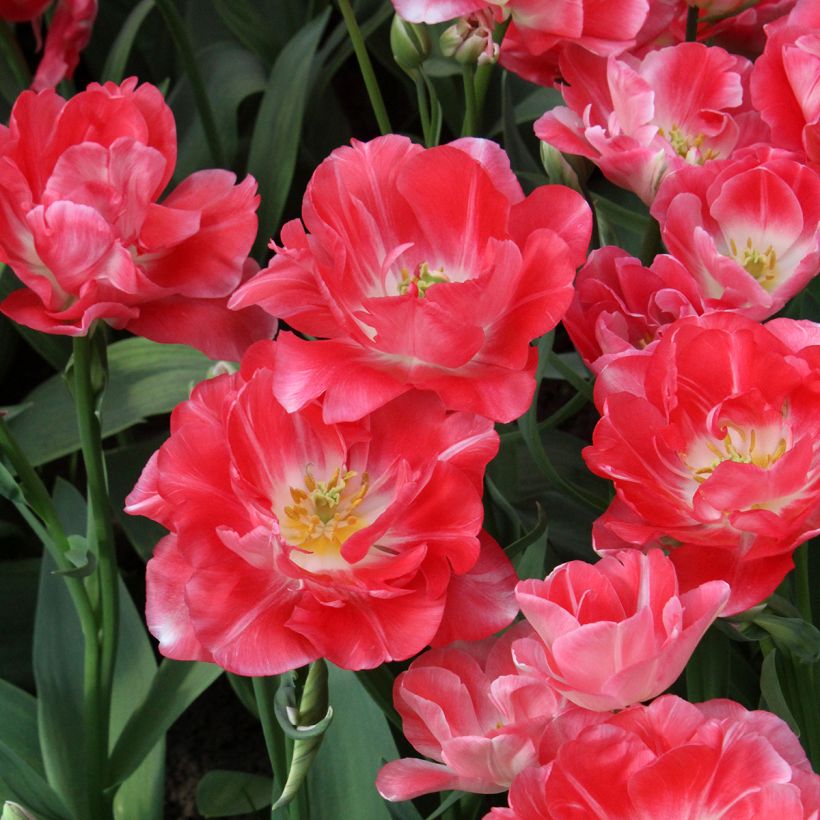 Tulipán doble de flor tardía Princess Angélique (Floración)