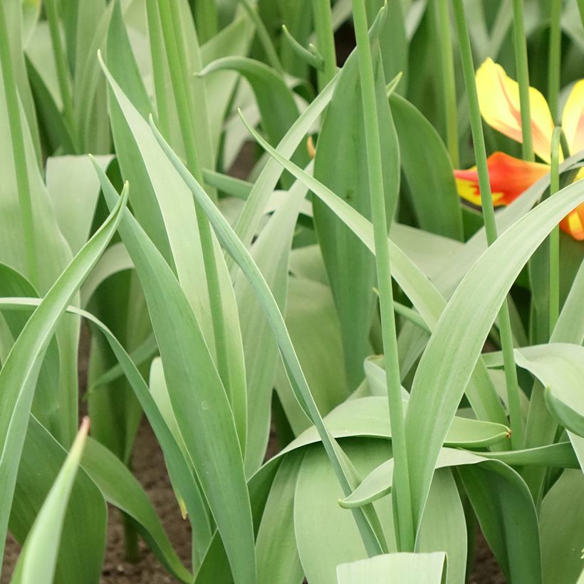 Tulipán flor de lis Fire Wings (Follaje)