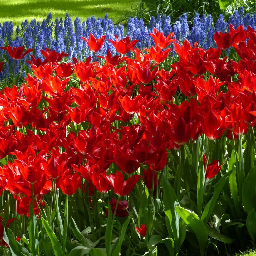 Tulipán flor de lis Red Shine (Floración)