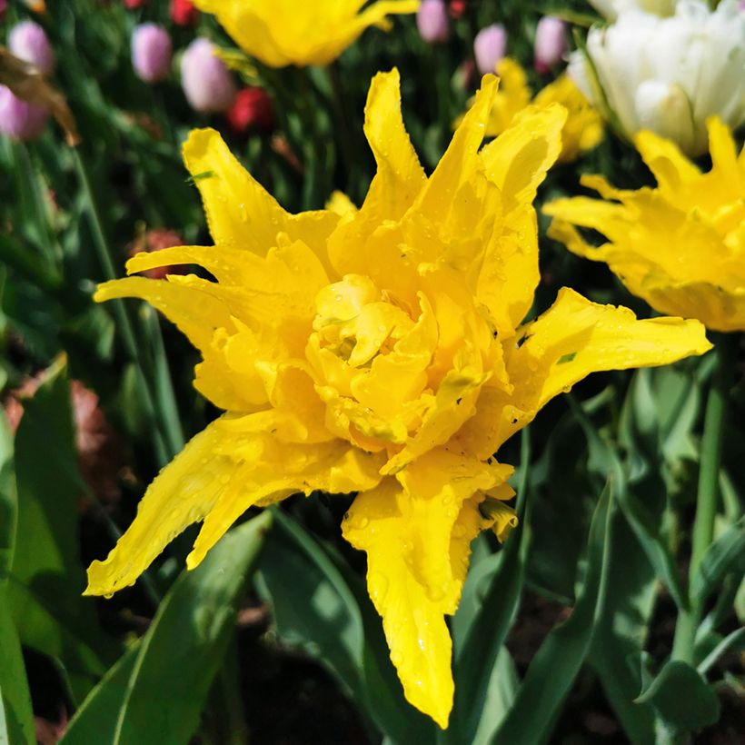 Tulipán flor de lis Yellow Spider (Floración)