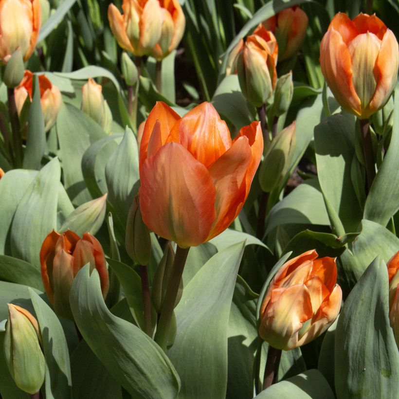 Tulipán Fosteriana Orange Emperor (Floración)