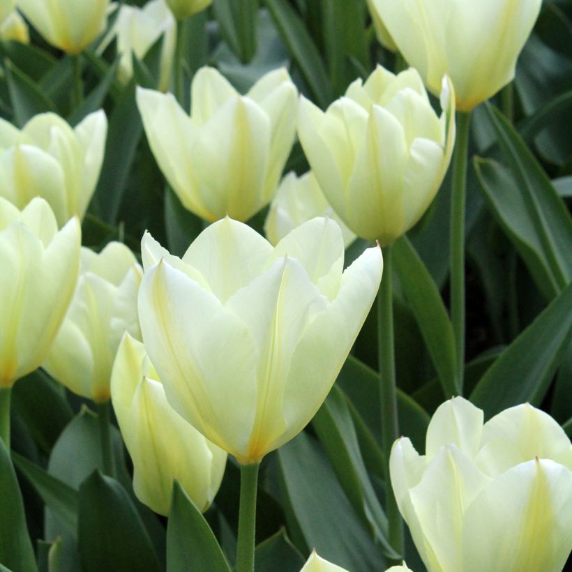 Tulipán Fosteriana Purissima (Floración)