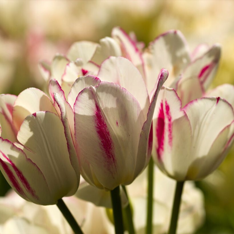 Tulipán multiflor Candy Club (Floración)